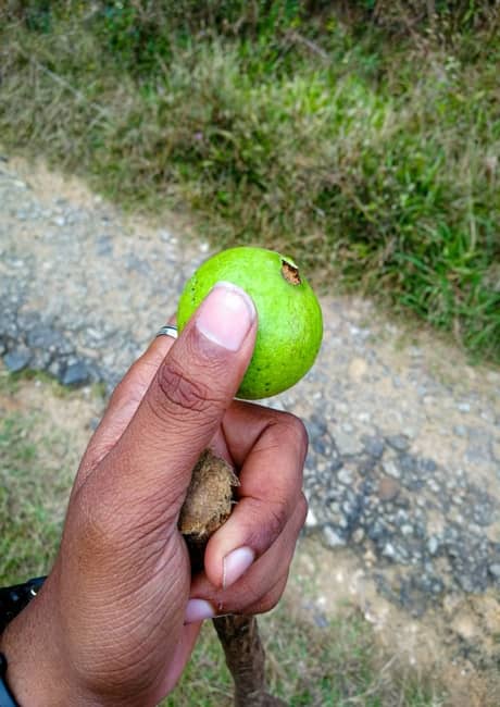 guava-fruit-1